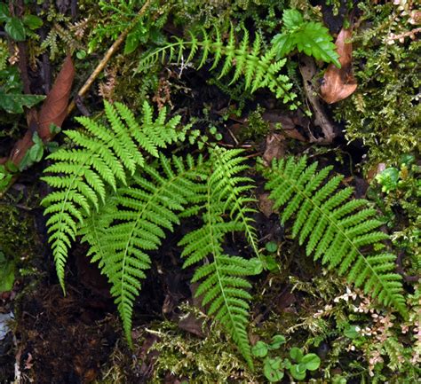 縮羽金星蕨|金星蕨屬 (Parathelypteris) 照顧，種植，繁殖，開花時間